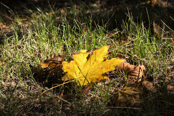 yellow leaf