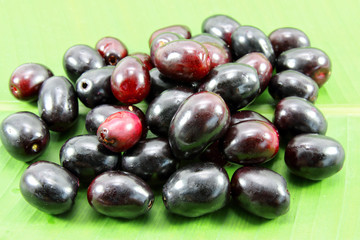 Jambolan plum, Java plum, Jambul( Syzygium cumini (L.) Skeels. )