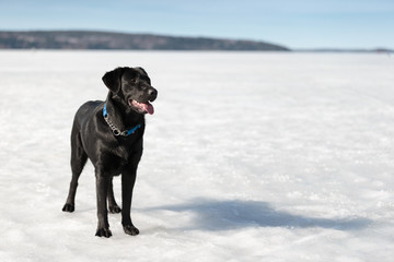 A black labrador standing on lake ice in Lahti Finland