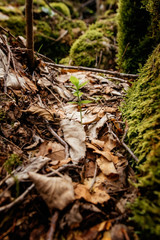 Young plant growing among the dry leaves