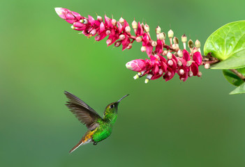 Fototapeta premium Green-Crowned Brilliant Hummingbird feeding on flower in Costa Rica