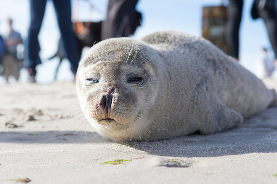 Baby Seal relaxing on the sand in Skagen Denmark
