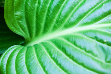 Green, abstract composition with leaf texture and soft focus