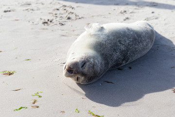 Baby Seal relaxing on the sand in Skagen Denmark