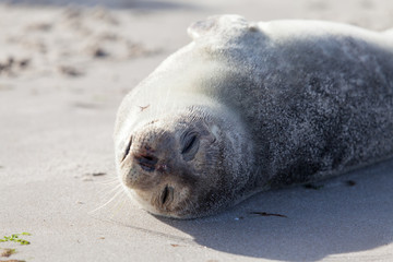 Naklejka premium Baby Seal relaxing on the sand in Skagen Denmark