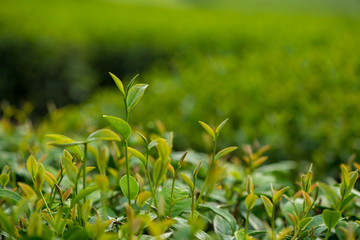 Young tea leaves 
