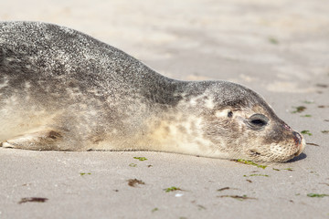 Baby Seal relaxing on the sand in Skagen Denmark