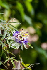 Passion flower (Passiflora incarnata) with details