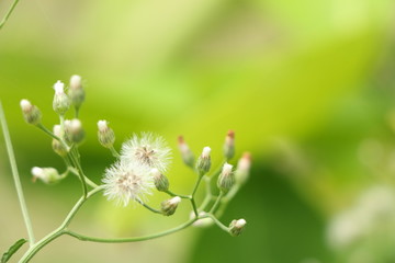 Flowering grass background.