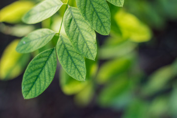 Fototapeta na wymiar closeup of green leaves on a wild plant