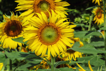 Obraz premium A beautiful sunflowers with a blooming in fields