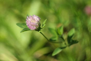 Clover