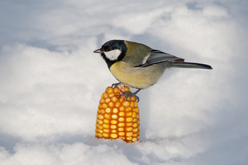 Kohlmeise sitzt auf Maiskolben im Schnee