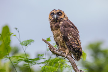 Asian Brown Wood Owl