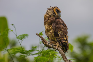 Asian Brown Wood Owl