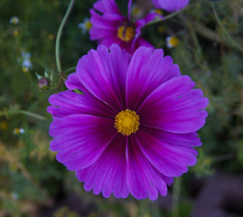 Fleur mauve © sophie