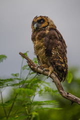 Asian Brown Wood Owl