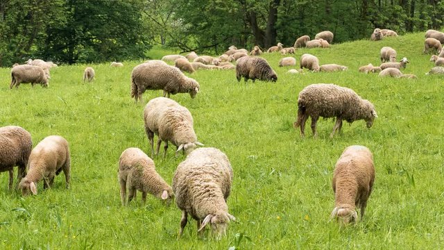 Schafe auf der Weide im Zeitraffer