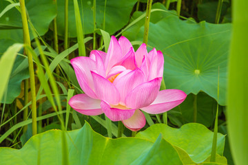 The Lotus Flower.Background is the lotus leaf and grass.