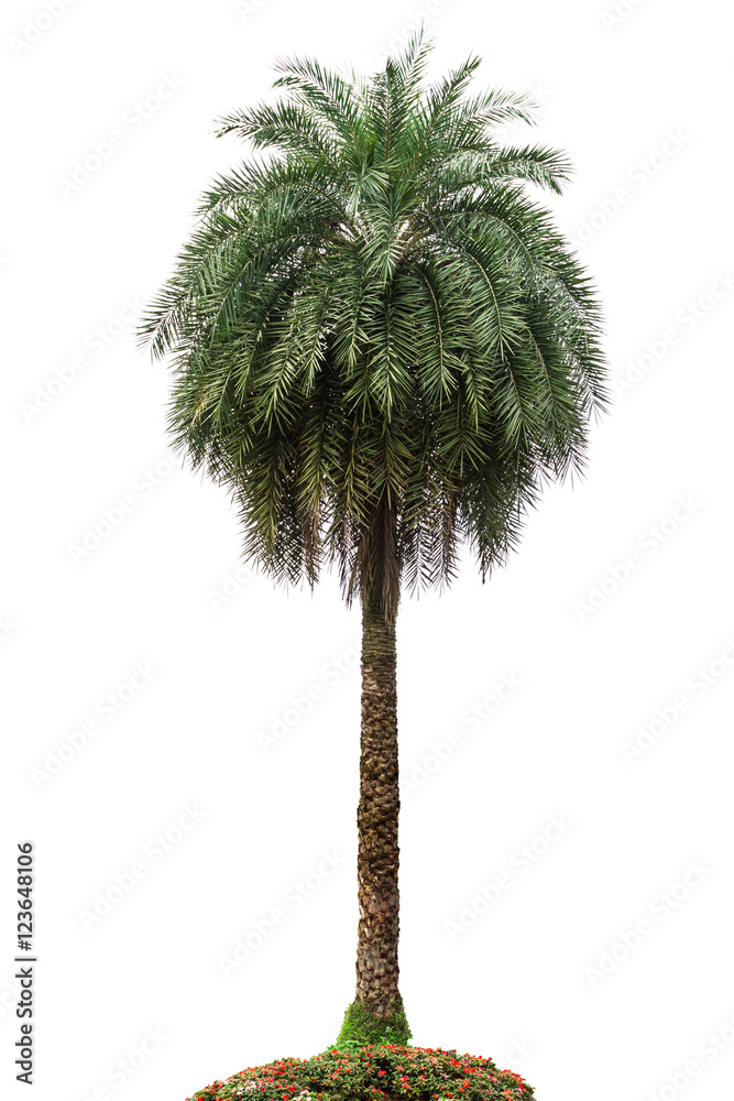 Wall mural palm tree