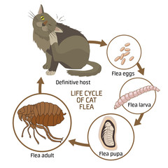 Life Cycle Of Cat Flea Vector Illustration. The Spread Of Infection Diseases. Fleas Animals: Life Cycle Stages Of Development. Veterinary Medicine: Sick Cat. Sick Cat Symptoms. Sick Cat Diagnosis.