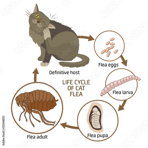 "Life Cycle Of Cat Flea Vector Illustration. The Spread Of Infection