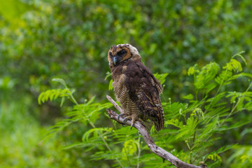 Asian Brown Wood Owl