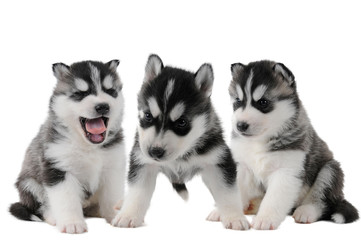 Drei Husky Welpen Geschwister mit schwarz weißem Fell