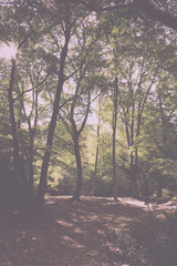 Woodland scene at the start of autumn Vintage Retro Filter.