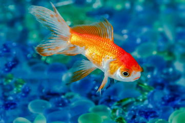 Obraz premium Gold fish goldfish single one in aquarium close up