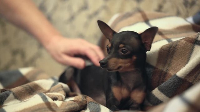 Woman petting small pretty dog