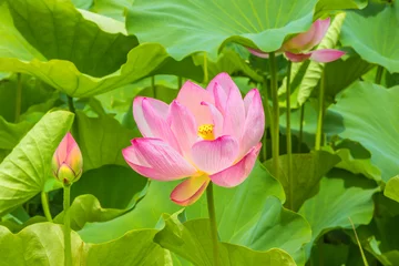 Fotobehang Lotusbloem De Lotus Flower.Background is het lotusblad en de lotusbloem en lotusknop.