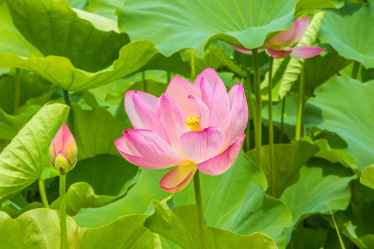 Fototapeta The Lotus Flower.Background is the lotus leaf and lotus flower and lotus bud.