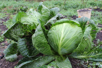 Капуста на земле