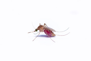 The female mosquito full with the human blood isolated on the white background.