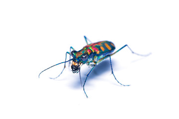 Tiger beetle bug isolated on the white background.