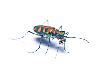 Tiger beetle bug isolated on the white background.