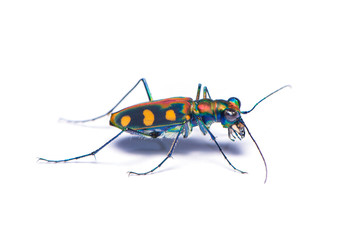 Tiger beetle bug isolated on the white background.