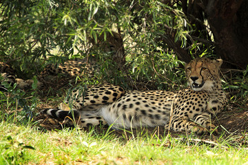 Cheetah lying under a bush