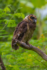 Asian Brown Wood Owl