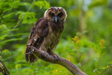 Asian Brown Wood Owl