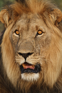 Close up of battlescarred male lion