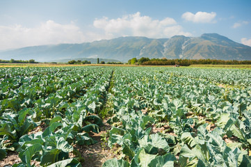 Great field of broccoli on a summer day.