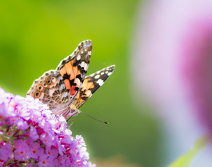 Painted Lady Butterfly