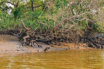 Young mangrove trees in forest Salim Ali Bird Sanctuary, Goa, India. Boat trip and kayaking in mangrove tunnels.