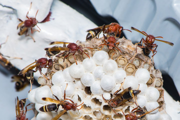 Red wasps are nursing their larvae.