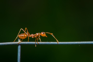 The leafcutter ant walk on the wire.