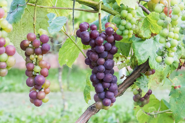 Kiście winogron w winnicy - obrazy, fototapety, plakaty