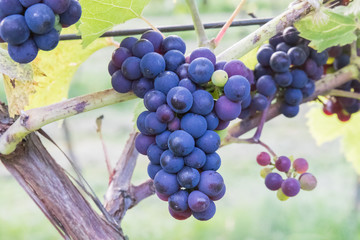 Zbliżenie na kiść czerwonych winogron na krzaku