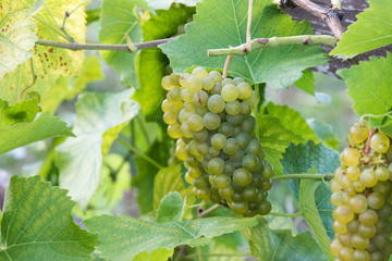 Zielone winogrona w winnicy